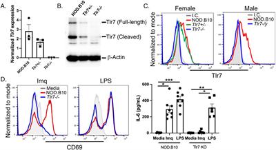 Tlr7 drives sex- and tissue-dependent effects in Sjögren’s disease